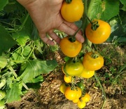 Nasiona pomidora zółty SŁODKI Marta karm dla rybek