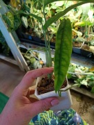 monstera yasuni-cięty szczyt