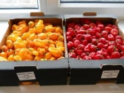  HABANERO Królowa ostrych papryk   Kapsaicyna -HOT