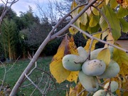 Nasiona Asimina Prolific pawpaw