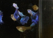 Gupik Blue Singa Para 3-4msc