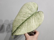Monstera Full Mint Jungle Mint sadzonka pędowa naturalna nie tc