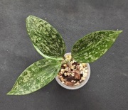 Hoya rangsan - sadzonka ukorzeniona