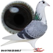 Młode para 21 Oryg. A&W Drapa Inbred Porsche 911 x Inbred  Special Kittel