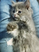 Kocieta, koty syberyjskie,  kocurek rudy i niebies