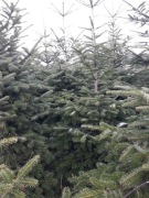 Choinki żywe kaukaska