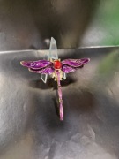 Broszka ważka cyrkonie 