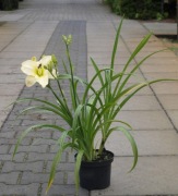 Liliowiec Artic Snow