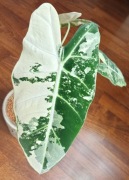 ALOCASIA / ALOKAZJA 'FRYDEK VARIEGATA' 