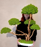 Duże Drzewko Bonsai. Mech chrobotek 