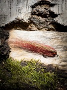 Streamer okoniowy 6/7CM