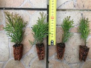 Tuja szmaragd multiplat sadzonki holandia 0,89zł