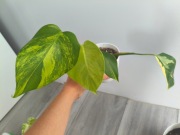 Monstera Marmorata Aurea 