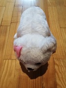 pluszak niedźwiadek polarny 