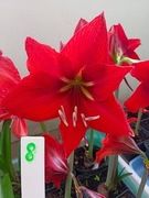 Zwartnica, Hipeastrum, Amarylis nr 8 Ob.12+cm
