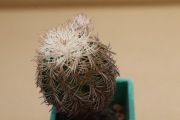 Kaktus Echinocereus adustus