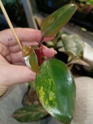 philodendron strawberry shake-cięty szczyt