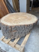 Pień dębowy idealny na stolik kawowy