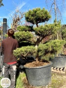 duża sosna Thunberga bonsai, 200-220cm, donica 375litrów, soliter
