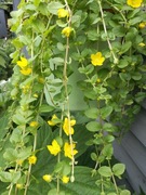 Tojeść rozesłana  Lysimachia nummularia