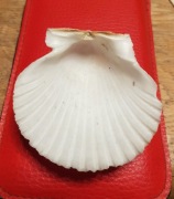 Muszla Małży Morska Św. Jakuba PECTEN JACOBEUS 6,7 x 6,7 cm 