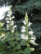 Dzwonek szerokolistny-Campanula latifolia 20 szt mix kol. nasiona