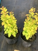 Berberys sunbeam kolumnowy