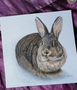 Portret TWOJEGO- KRÓLIKA  Świnki psa kota ręcznie  ZE ZDJĘCIA   A4