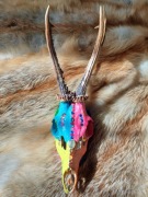 Ręcznie malowane naturalne czaszki kozła. Ozdoba, oryginalna dekoracja.