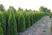 Tuja Szmaragd, Thuja Smaragd 160-180 cm TRANSPORT, SUPER JAKOŚĆ