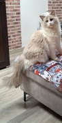 Koteczka Ragdoll 