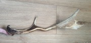 Poroże/gryzak 50 cm 395g STARE