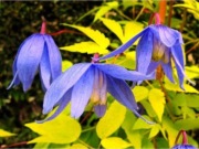 Powojnik Clematis Stolwijk Gold nasionka  10n