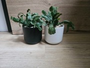Zestaw 2 rośliny (Grudnik) + 2 ceramiczne osłonki | 30 zł za komplet!