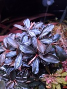 Bucephalandra sp. Brownie Ghost !