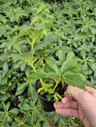 Runianka Japońska Piękne Sadzonki Dostawa Gratis