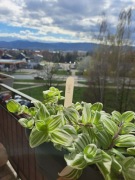 Tradescantia 'White Giant Clone' 