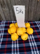 Pigwa pigwa 5 kg owoc owoce nie pigwowiec 