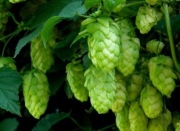 Duże sadzonki CHMIELU 10 szt