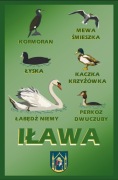Grafika Lokalne Ptactwo, Iława 
