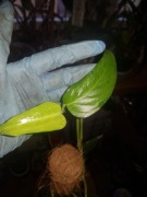 Monstera Obliqua Colombian Form cięty szczyt 