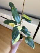 Philodendron Bipennifolium Variegata