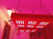 Lampy Phytolite do uprawy roślin