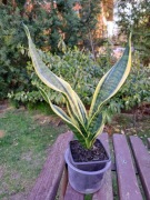 Sansewieria średnia dwukolorowa