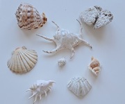 Ozdoby Do Akwarium Muszle