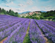 Lawendowe pola, obraz olejny na płótnie 40x50 cm