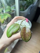 Hoya NELINAE EPC 720 | hoja