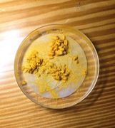 Sklerocjum śluzowca physarum polycephalum