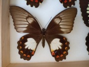 Papilio aegus ormenus F