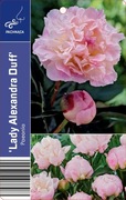 Piwonia lactiflora Lady Alexandra Duff